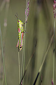 Small gold Grasshopper (Euthystira brachyptera) female on a grass stem in summer, wet meadow, surroundings of Gérardmer, Vosges, France