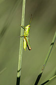 Small gold Grasshopper (Euthystira brachyptera)