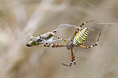 Wasp spider (Argiope bruennichi) with a locust captured in its web in summer, Limestone lawn near Toul, Lorraine, France