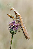 Praying mantis (Mantis religiosa) male mutilated who lacks a ravishing paw, on a flower in summer, Limestone lawn, surroundings of Toul, Lorriane, France