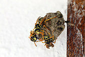 Nest of European paper wasp (Polistes dominula) in the frame of a window in summer, Lorraine, France