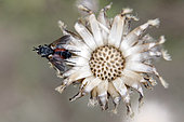 Tachinid fly (Tachinidae sp)