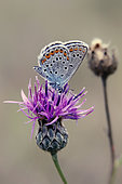 Silver-studded Blue (Plebejus Argus) foraging a flower of Knapweed in summer, Limestone lawn around Toul, Lorraine, France