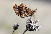 Weaver's fritillary (Boloria dia) at rest on a dry centaury in summer, Limestone lawn near Toul, Lorraine, France