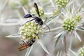Grass-carrying Wasp (Isodontia mexicana) gathering an inflorescence of thistle in summer with European paper wasp (Polistes dominula), Limestone lawn near Toul, Lorraine, France