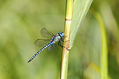 Southern Migrant Hawker (Aeshna affinis) male at rest on a reed stem in summer near a forest pond, near Toul, Lorraine, France