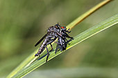 Robber fly (Asilidae sp) predation of a fly on a reed stem with its prey in summer, Edge of forest pond near Toul, Lorraine, France