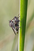 Robber fly (Asilidae sp) matting on a reed stem with its prey in summer, Edge of forest pond near Toul, Lorraine, France