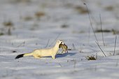 Stoat or Ermine (Mustela erminea) in its winter coat with prey, a Common Vole (Microtus arvalis), biosphere reserve, Swabian Alb, Baden-Württemberg, Germany, Europe