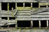 Little owl (Athena noctua) perched on an old barn wall, England