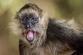 Geoffroy's Spider Monkey (Ateles geoffroyi) portrait, Costa Rica