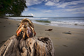 Hermit Crab (Coenobita sp.) on driftwood at the beach, Cahuita National Park, Costa Rica