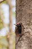 Black woodpecker (Dryocopus martius) male at the entrance of its nest, in a forest of the Ventoux massif, Vaucluse, France.