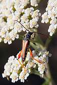 Longhorn beetle (Stenopterus rufus) on flowers
