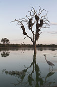 Gray heron (Ardea cinerea) fishing in a waterhole at dusk, Kruger, South Africa