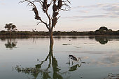 Gray heron (Ardea cinerea) fishing in a waterhole at dusk, Kruger, South Africa