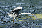 Gray heron (Ardea cinerea) in relaxing posture for fishing, Kruger, South Africa
