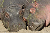 Hippopotamus (Hippopotamus amphibius), two youngsters napping on a riverbank at the hottest hours of the day in May, Kruger, South Africa
