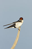 Wire-tailed swallow (Hirundo smithii) stopping on a branch, Kruger, South Africa