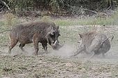 Warthog (Phacochoerus aethiopicus), bullying posture of a male facing an unwanted fellow, Kruger, South Africa