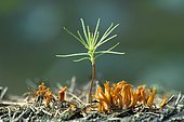 Seedling of Scots Pine (Pinus sylvestris) and Yellow Stagshorn Fungus (Calocera viscosa), Thuringia, Germany, Europe