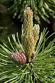 Scots pine (Pinus sylvestris), cones, North Rhine-Westphalia, Germany, Europe