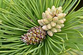 Scots pine (Pinus sylvestris), male blossom and cone, North Rhine-Westphalia, Germany, Europe
