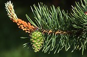 Detail, pine cone, Scots Pine (Pinus sylvestris), Tyrol, Austria, Europe