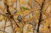 Bec-croisé des sapins (Loxia curvirostra) femelle et jeune sur un mélèze, Alpes italiennes.