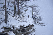Chamois (Rupicapra rupicapra) in the snow after the storm, Vaud Alps, Switzerland.