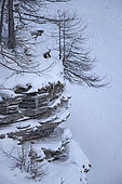 Chamois (Rupicapra rupicapra) in the snow after the storm, Vaud Alps, Switzerland.