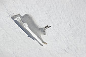 Mountain hare (Lepus timidus) running in the snow in the mountains in winter white coat, Vaud Alps, Switzerland.