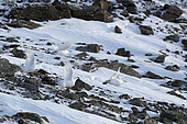 Groupe of Rock Ptarmigan (Lagopus muta), male and female in winter livery, in the Valais Alps, Switzerland.