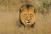 Male Lion (Panthera leo), Namibia, Africa