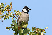 White-eared Bulbul (Pycnonotus leucotis) on a branch against a background of blue sky in a flowering shrub, North West, India