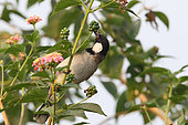 White-eared Bulbul (Pycnonotus leucotis) gobbling a berry on a branch, North West, India