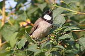 White-eared Bulbul (Pycnonotus leucotis) gobbling a berry on a branch, North West, India