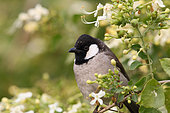 White-eared Bulbul (Pycnonotus leucotis) on a branch in a flowering shrub, North West, India