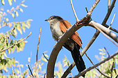 White-browed Coucal (Centropus superciliosus) on a branch against the background of the blue sky, dry season, Botswana