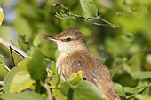 Clamorous reed warbler (Acrocephalus stentoreus)