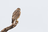 Shikra (Accipiter badius) on a branch against the background of the sky watching its territory, North West India