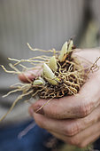 Planting claws of lily of the valley, Man holding claws of lily of the valley with bare roots