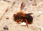 Mégachile de Sicile (Megachile sicula) femelle ramassant du sable pour la confection de sa cellule de ponte, Crète, Grèce