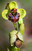 Bumblebee Orchid (Ophrys bombyliflora flowers, Crete, Greece