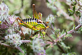 Cretan Bright Bush-cricket (Poecilimon cretensis), Crete, Greece