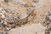 Splendid Cone-headed Grasshopper (Truxalis nasuta) on ground, Crete, Greece