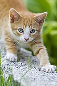 European shorthair cat