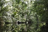 Palm trees and jungle plants are reflected in the Caño Palma, Palm Canal, Tortuguero National Park, Limón Province, Costa Rica, Central America