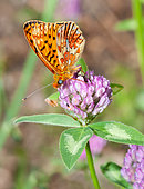 Pearl-bordered Fritillary (Clossiana euphrosyne) on clover flowers, Mont Ventoux, Provence, France
