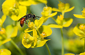 Sandpit Blood Bee (Sphecodes pellucidus) female on Cypress spurge (Euphorbia cyparissias), solitary bees, Vosges du Nord Regional Natural Park, France